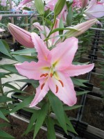 [1806 Allstar No01.JPG]